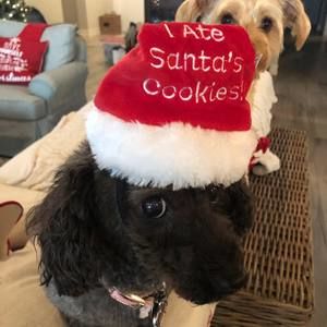 Meet your Posher, Susan